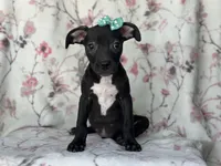 Buttercup , a female American Pit Bull Terrier and Black Mouth Cur for sale in Davenport, FL – Photo 6 of 8