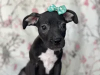 Buttercup , a female American Pit Bull Terrier and Black Mouth Cur for sale in Davenport, FL – Photo 2 of 8