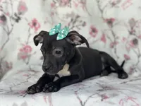 Buttercup , a female American Pit Bull Terrier and Black Mouth Cur for sale in Davenport, FL – Photo 4 of 8