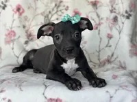 Buttercup , a female American Pit Bull Terrier and Black Mouth Cur for sale in Davenport, FL – Photo 5 of 8