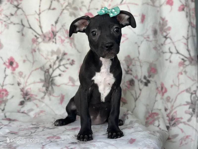 Buttercup  – American Pit Bull Terrier, Black Mouth Cur puppy for sale in Davenport, FL