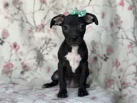 Buttercup , a female American Pit Bull Terrier and Black Mouth Cur for sale in Davenport, FL – Photo 3 of 8