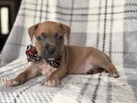 Buck, a male American Pit Bull Terrier and Cane Corso for sale in Davenport, FL – 4 of 10