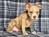 Dagger-price reduced , a male French Bulldog and American Pit Bull Terrier for sale in Davenport, FL – 9 of 10