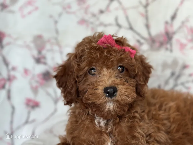 Mini-sale – Cavapoo, Poodle - Miniature  puppy for sale in Davenport, FL