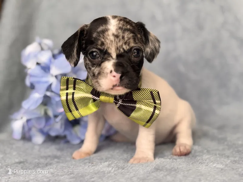 Moose – French Bulldog, Cockapoo puppy for sale in Davenport, FL