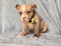 Dagger, a male French Bulldog and American Pit Bull Terrier for sale in Davenport, FL – 4 of 10