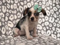 Quinn cookie, a female French Bulldog and Cockapoo for sale in Davenport, FL – 5 of 8