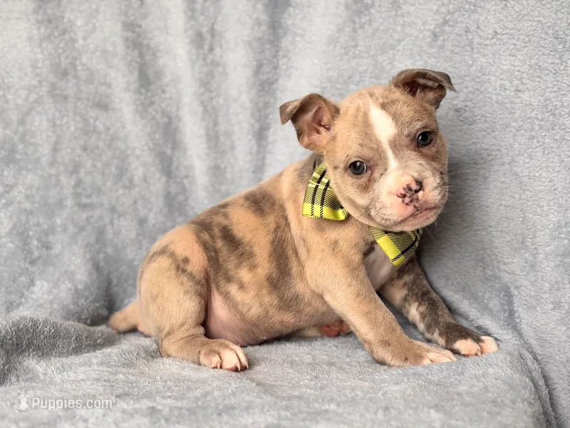 Dagger – French Bulldog, American Pit Bull Terrier puppy for sale in Davenport, FL