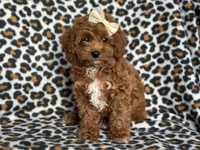 Georgia , a female Cavapoo and Poodle - Miniature  for sale in Davenport, FL – 10 of 10
