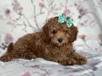 Joy, a female Cavapoo and Poodle - Miniature  for sale in Davenport, FL – 3 of 10