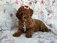 Mini-sale, a female Cavapoo and Poodle - Miniature  for sale in Davenport, FL – 3 of 8