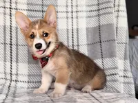 Luke , a male Pembroke Welsh Corgi for sale in Davenport, FL – 7 of 10