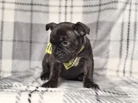 Camo, a male French Bulldog and American Pit Bull Terrier for sale in Davenport, FL – 2 of 9