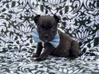 Camo, a male French Bulldog and American Pit Bull Terrier for sale in Davenport, FL – 6 of 10