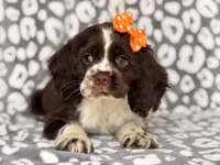 Jess, a female Cocker Spaniel for sale in Davenport, FL – 8 of 10