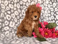 Brittney , a female Cavapoo and Poodle - Toy  for sale in Davenport, FL – 7 of 7