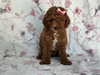 Mini-sale, a female Cavapoo and Poodle - Miniature  for sale in Davenport, FL – 6 of 8