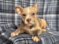 Dagger-price reduced , a male French Bulldog and American Pit Bull Terrier for sale in Davenport, FL – 3 of 10