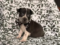 Radio , a male American Pit Bull Terrier and Cane Corso for sale in Davenport, FL – 9 of 9