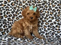 Baby, a female Cockapoo and Poodle - Toy  for sale in Davenport, FL – 10 of 10