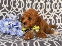 Romeo, a male Cavapoo and Poodle - Toy  for sale in Davenport, FL – 9 of 10
