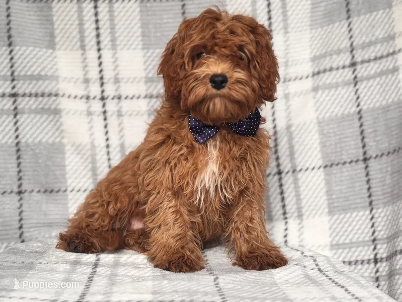 Wyatt – Cavapoo, Poodle - Toy  puppy for sale in Davenport, FL