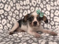 Quinn cookie, a female French Bulldog and Cockapoo for sale in Davenport, FL – 2 of 8