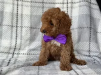 Brice, a male Cockapoo and Poodle - Toy  for sale in Davenport, FL – 5 of 10