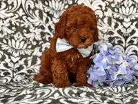 Joe, a male Cavapoo and Poodle - Toy  for sale in Davenport, FL – 10 of 10