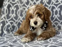 Bobby, a male Cockapoo and Poodle - Toy  for sale in Davenport, FL – 8 of 8