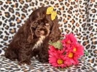 Sage, a female Cocker Spaniel for sale in Davenport, FL – 6 of 10