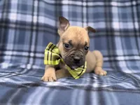 Scout, a male French Bulldog and American Pit Bull Terrier for sale in Davenport, FL – 4 of 10