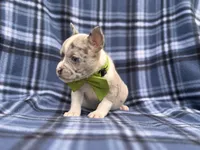 Charlie, a male French Bulldog and American Pit Bull Terrier for sale in Davenport, FL – 10 of 10