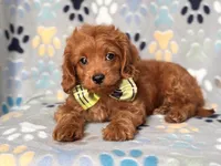 Hiccup, a male Cavapoo and Poodle - Miniature  for sale in Davenport, FL – 2 of 10