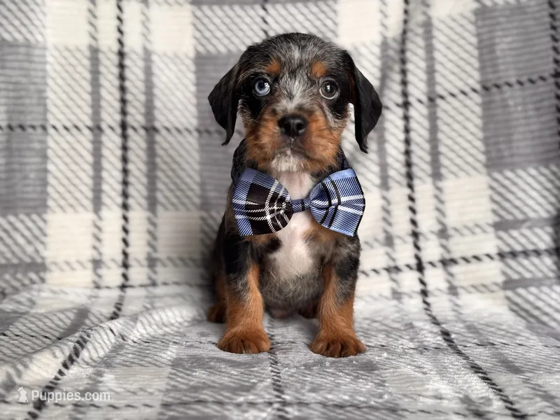 Squirrel – French Bulldog, Cockapoo puppy for sale in Davenport, FL