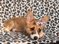 June, a female Pembroke Welsh Corgi for sale in Davenport, FL – 3 of 10
