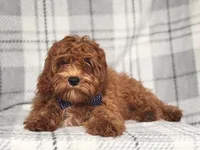 Wyatt, a male Cavapoo and Poodle - Toy  for sale in Davenport, FL – 2 of 9