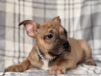 Scout-price reduced , a male French Bulldog and American Pit Bull Terrier for sale in Davenport, FL – 7 of 10