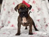 Opossum , a female American Pit Bull Terrier and Cane Corso for sale in Davenport, FL – 2 of 10