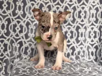 Charlie, a male French Bulldog and American Pit Bull Terrier for sale in Davenport, FL – 6 of 9