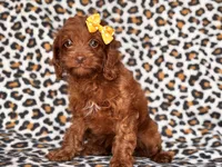 Poppy, a female Cavapoo and Poodle - Miniature  for sale in Davenport, FL – 4 of 10