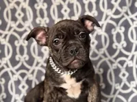 Camo-price reduced, a male French Bulldog and American Pit Bull Terrier for sale in Davenport, FL – 8 of 10