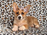 June, a female Pembroke Welsh Corgi for sale in Davenport, FL – 5 of 10