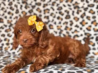 Poppy, a female Cavapoo and Poodle - Miniature  for sale in Davenport, FL – 10 of 10