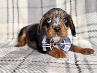 Squirrel, a male French Bulldog and Cockapoo for sale in Davenport, FL – 4 of 10