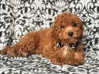 Romeo-price reduced , a male Cavapoo and Poodle - Toy  for sale in Davenport, FL – 7 of 10