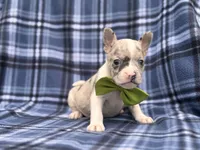 Charlie, a male French Bulldog and American Pit Bull Terrier for sale in Davenport, FL – 9 of 10