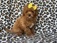 Hope, a female Cavapoo and Poodle - Toy  for sale in Davenport, FL – 7 of 9