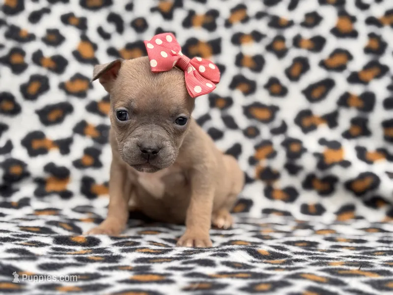 Stella – French Bulldog, American Pit Bull Terrier puppy for sale in Davenport, FL